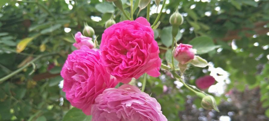 为爱痴狂花语是什么意思？这个花语代表什么？