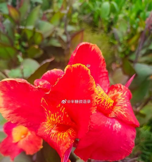 美人蕉的花语是什么？美人蕉代表什么寓意？