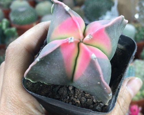 仙人球植物一物一拍的含义是什么？