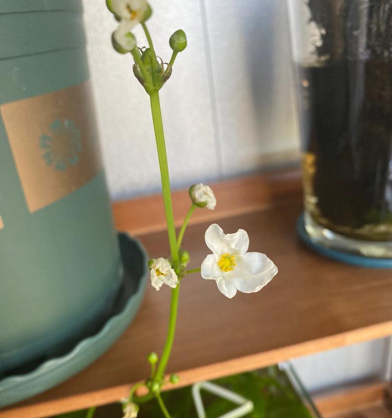 九冠草的花语有哪些？它通常象征着什么？