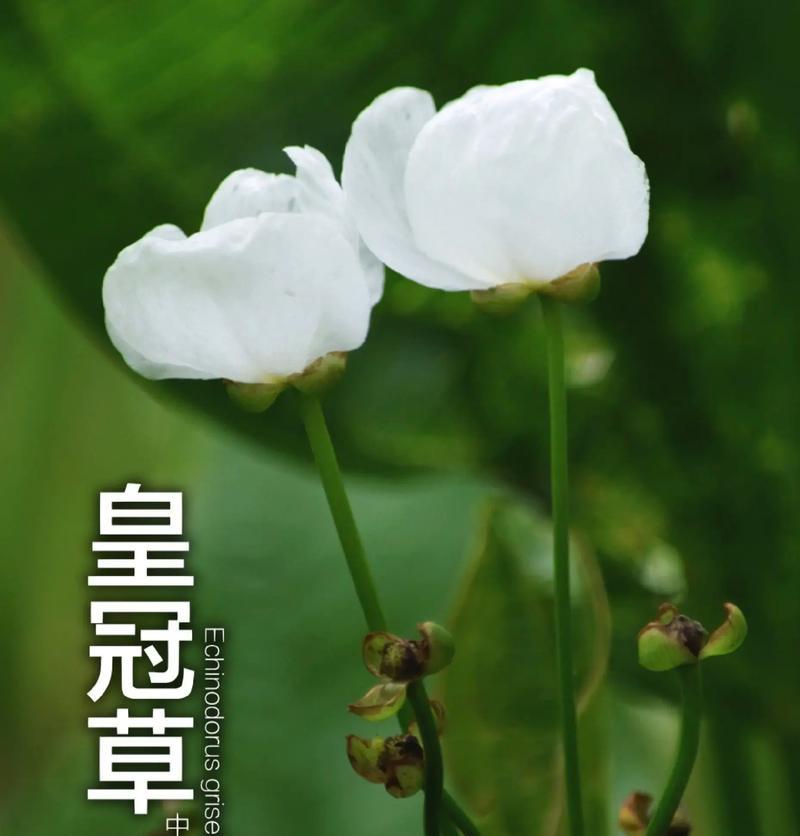 九冠草的花语有哪些？它通常象征着什么？