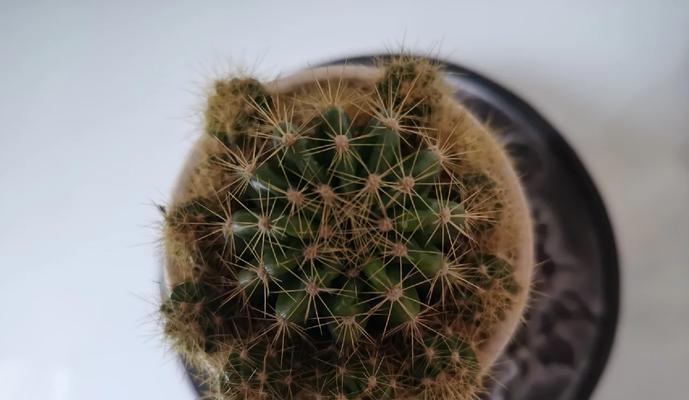 十年仙人球养护秘诀是什么？如何保持其健康生长？