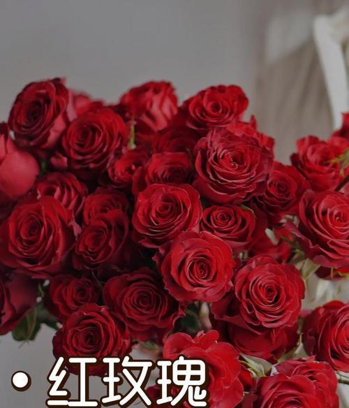 订婚时应该选择哪种花语表达爱意？
