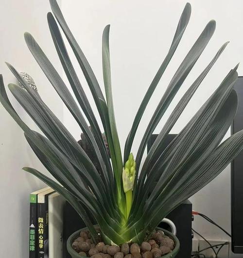君子兰抽花箭时浇水的正确方法是什么？