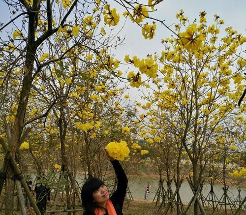 道具妩媚花语背后隐藏了什么信息？