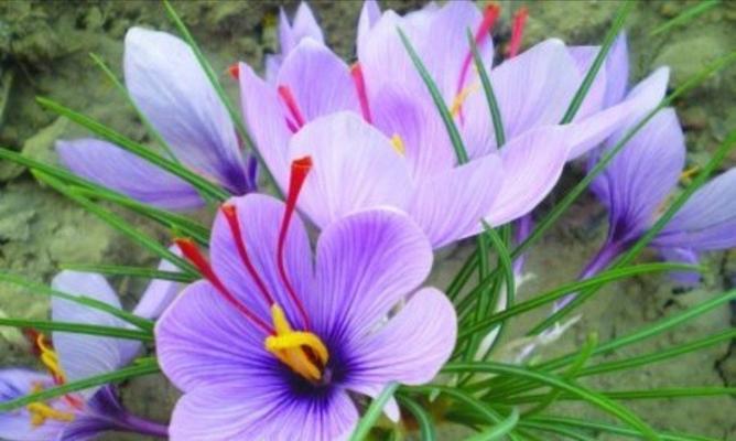 道具妩媚花语背后隐藏了什么信息？