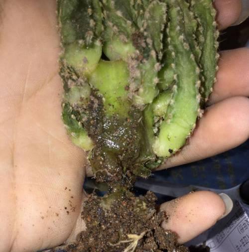 仙人掌长芽的条件是什么？如何促进其发芽？
