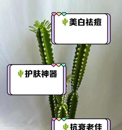 仙人掌长芽的条件是什么？如何促进其发芽？