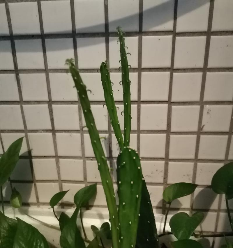 仙人掌长芽的条件是什么？如何促进其发芽？