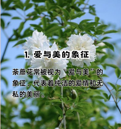 哪种花象征着男生？花语中透露了怎样的情感？