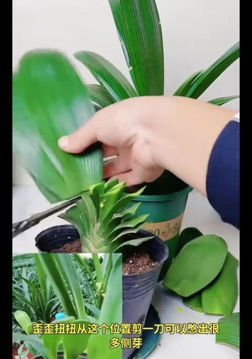 怎么去除君子兰老叶子呢？有哪些安全有效的方法？