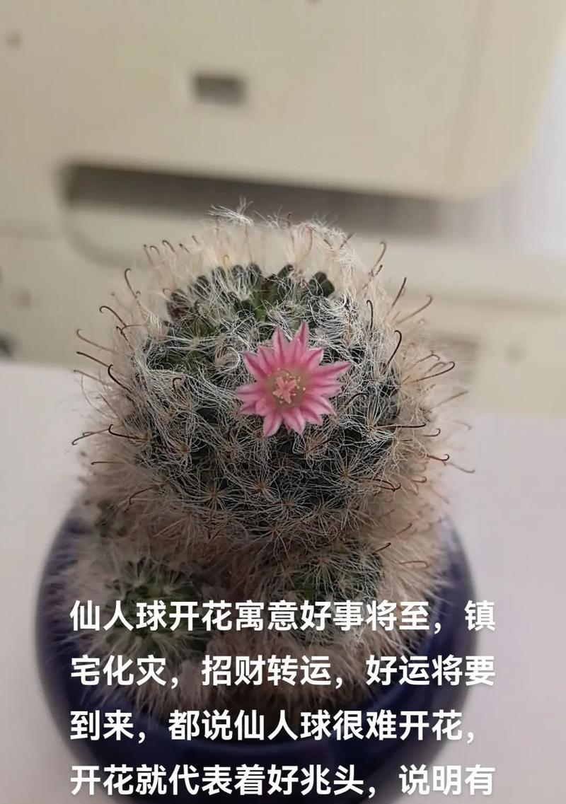 仙人球开花的期待与养护方法是什么？