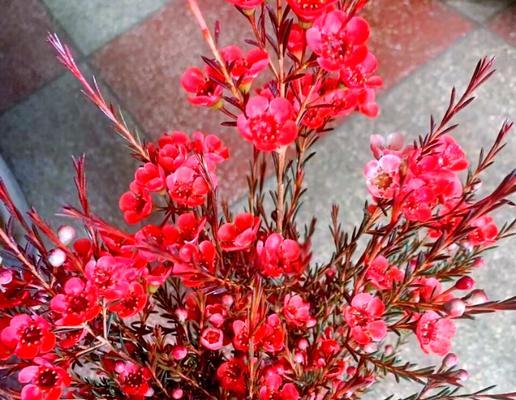 黄色腊梅与红色腊梅花语有何区别？
