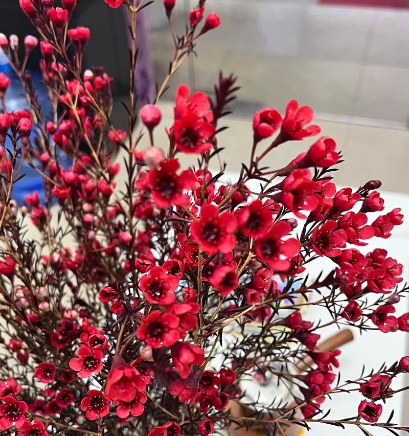 黄色腊梅与红色腊梅花语有何区别？