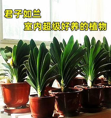 君子兰水培水变绿的原因是什么？如何解决？