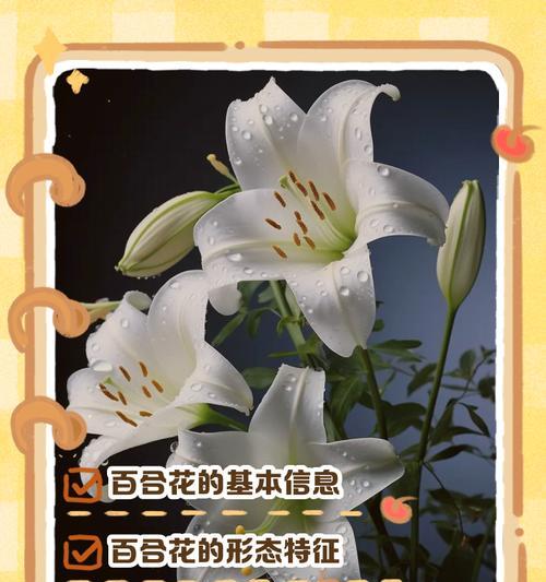 皇冠百合的花语含义是什么？它象征着什么？