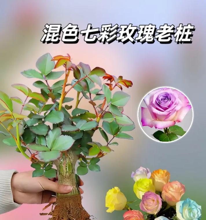 红玫瑰花苗的种植步骤和技巧是什么？