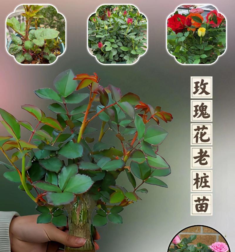 红玫瑰花苗的种植步骤和技巧是什么？