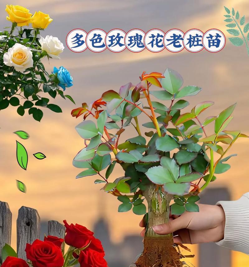 红玫瑰花苗的种植步骤和技巧是什么？