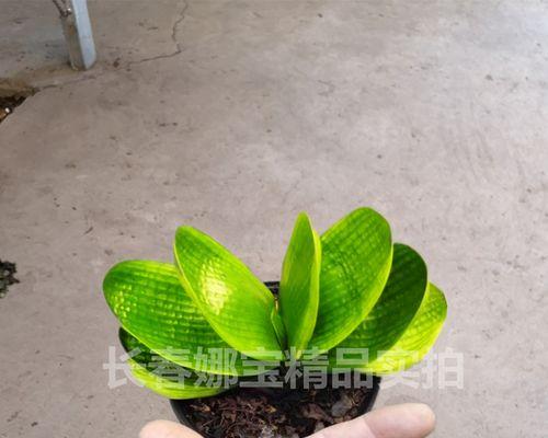 君子兰黄体与黄短的区别是什么？如何区分？