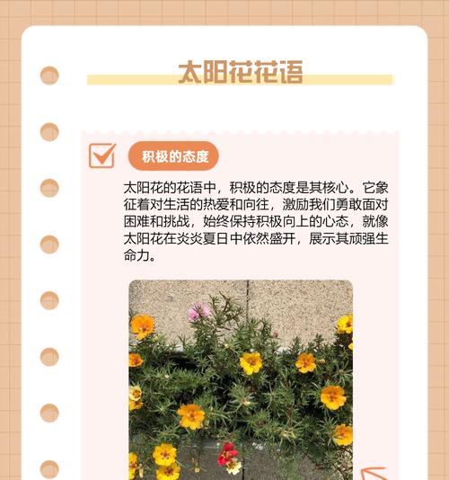 四朵花语分别对应哪些花名？它们各自代表了什么？