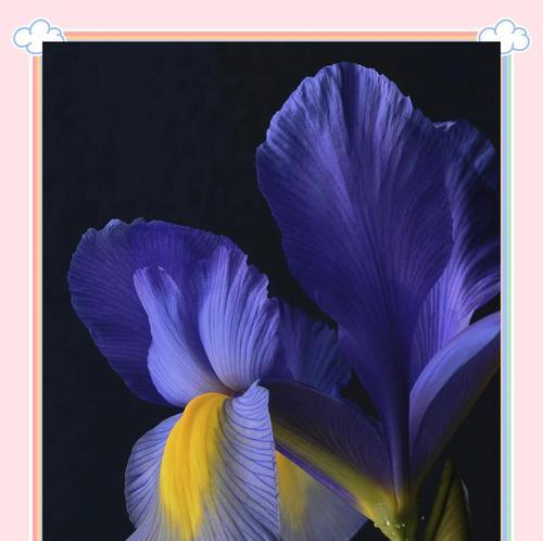 蓝黑鸢尾花束的花语是什么意思？