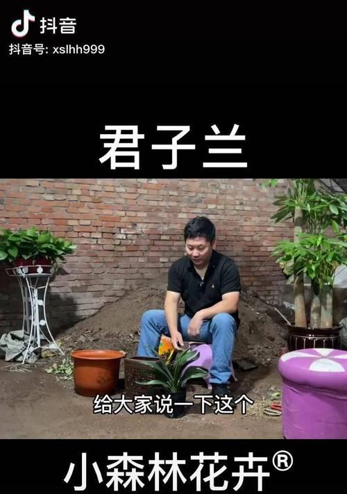 带盆君子兰浇水的最佳时机和方法？