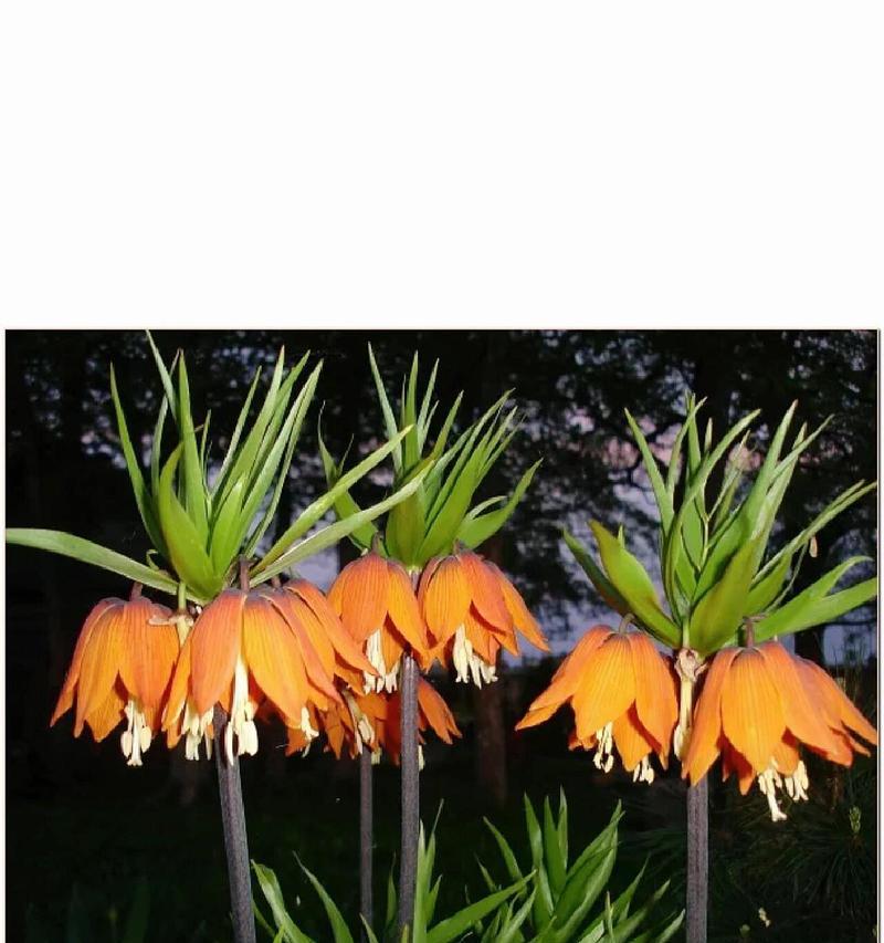 依米花的花语有何独特之处？