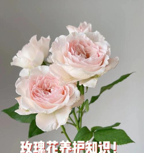 摘玫瑰花后如何正确处理头包？头包的养护方法是什么？