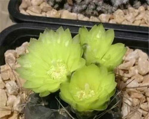 如何培养黄色单颗仙人球使其开花？