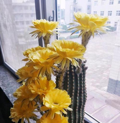 如何培养黄色单颗仙人球使其开花？