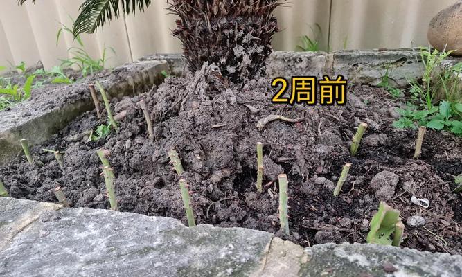 玫瑰花怎么插活？