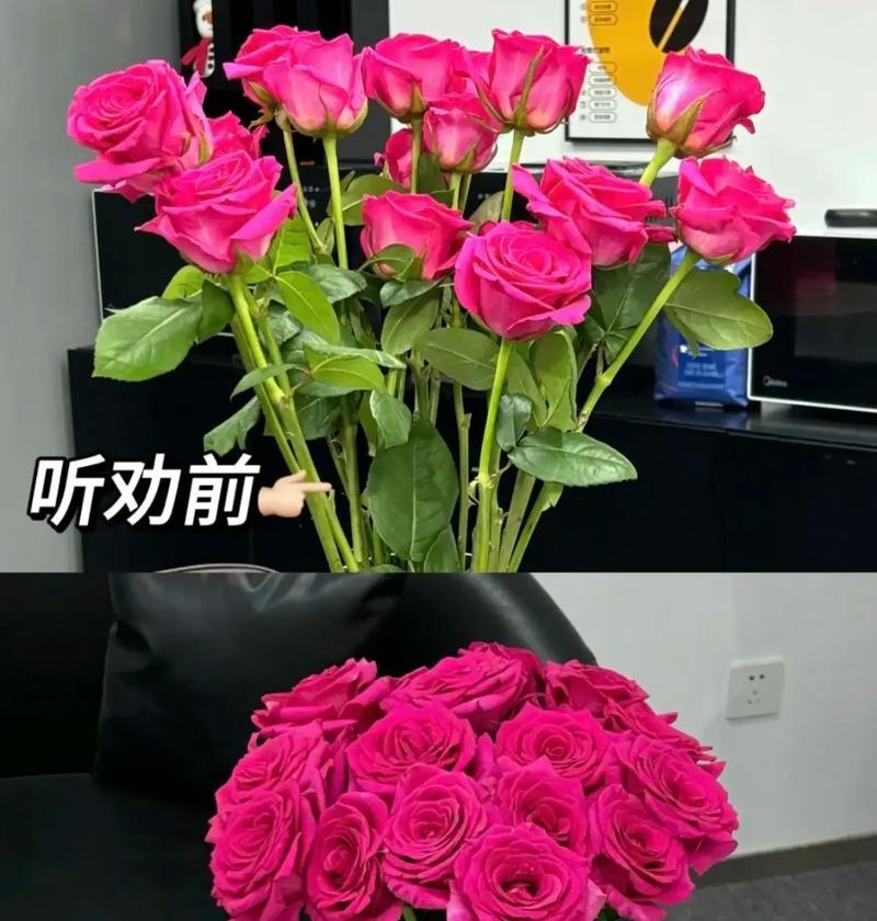 玫瑰花怎么插活？