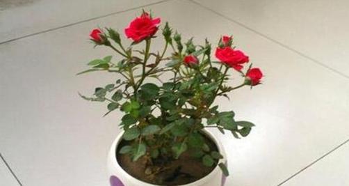 玫瑰花怎么插活？