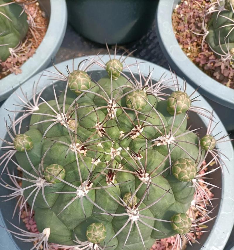 耐旱植物中有哪些类似仙人球？