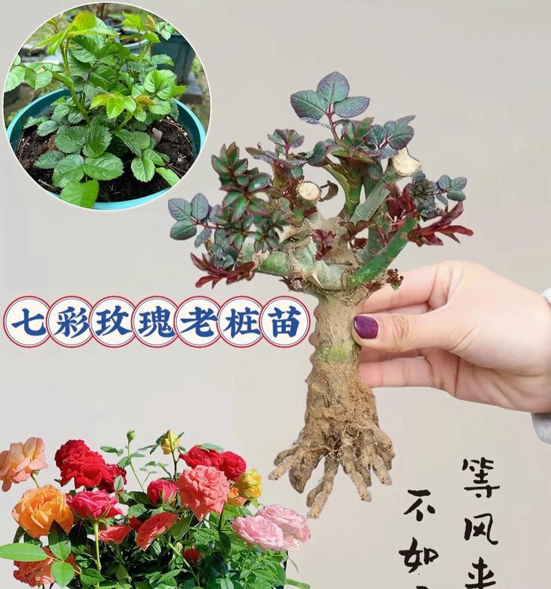 如何培育玫瑰花苗？