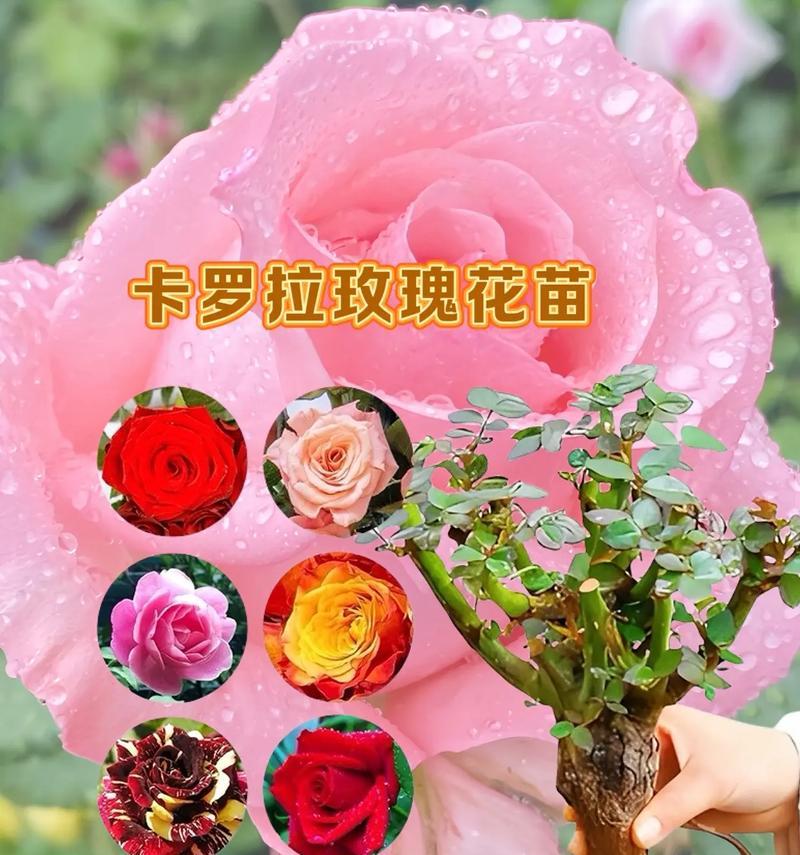 如何培育玫瑰花苗？