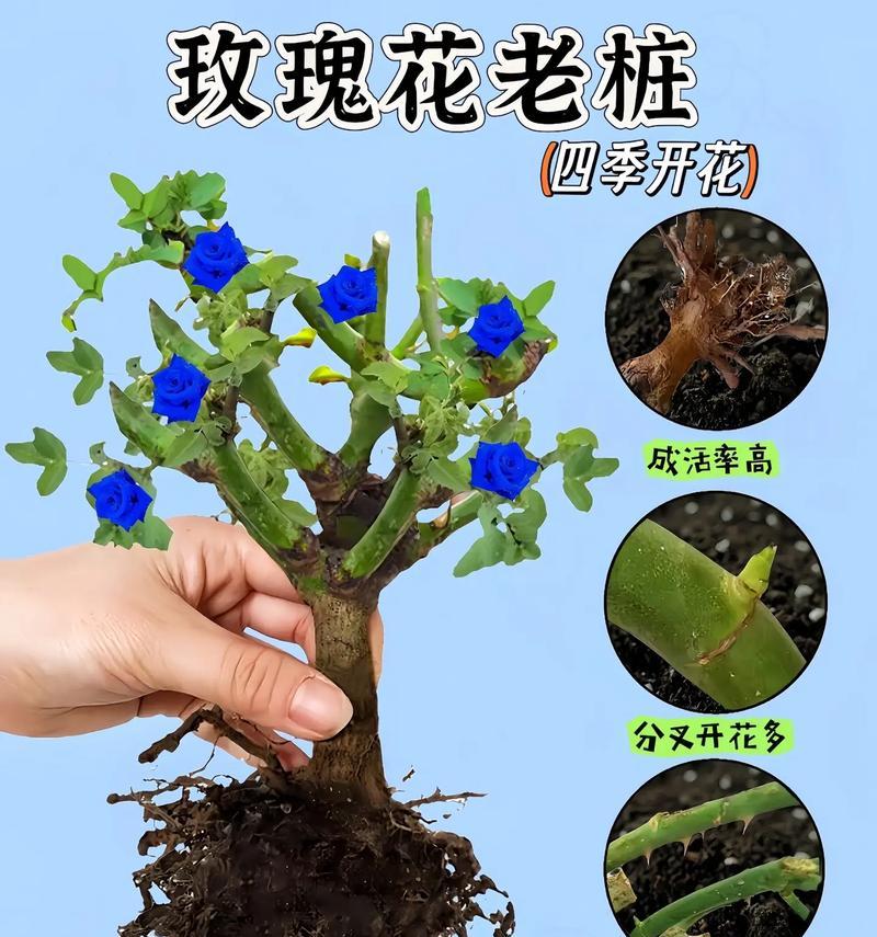 如何培育玫瑰花苗？