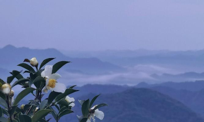 漫步竹林时，竹子的花语是什么？它有何特别含义？