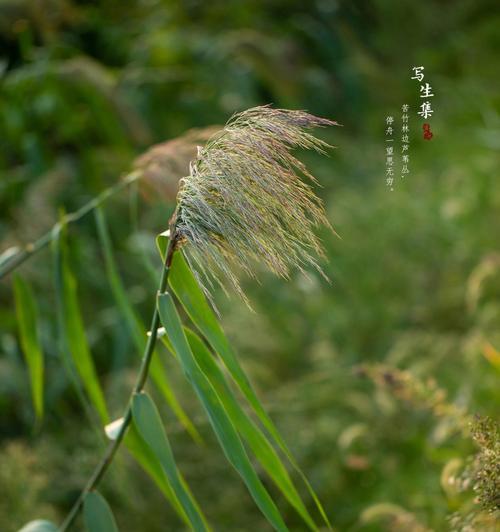 漫步竹林时，竹子的花语是什么？它有何特别含义？
