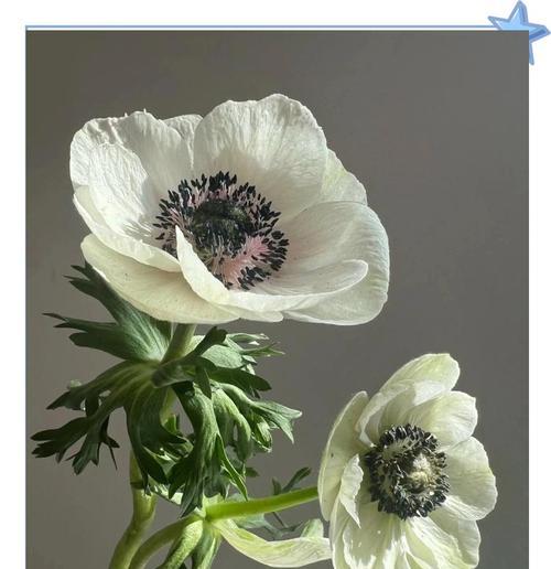 无望的爱象征哪种花的花语？花语中如何表达无望的爱？