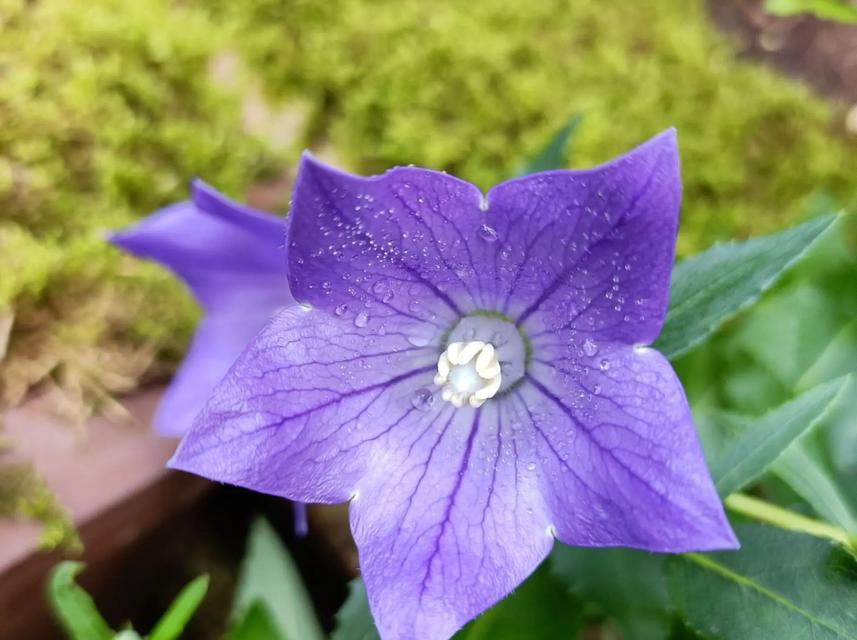 无望的爱象征哪种花的花语？花语中如何表达无望的爱？