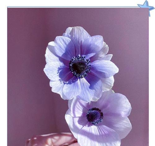 无望的爱象征哪种花的花语？花语中如何表达无望的爱？