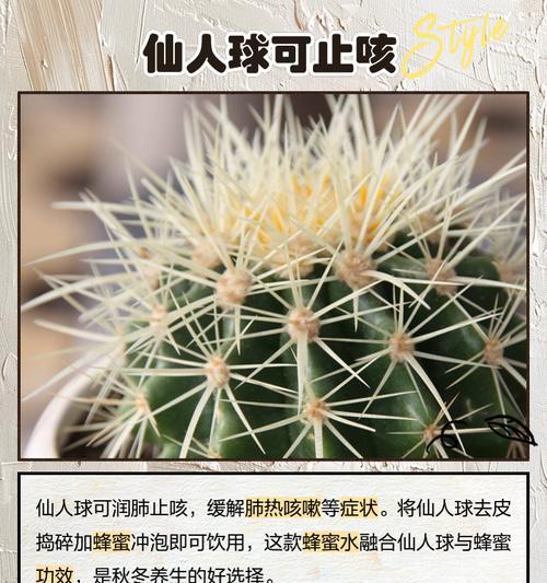 玉子花仙人球的养殖技巧是什么？如何确保玉子花仙人球健康成长？