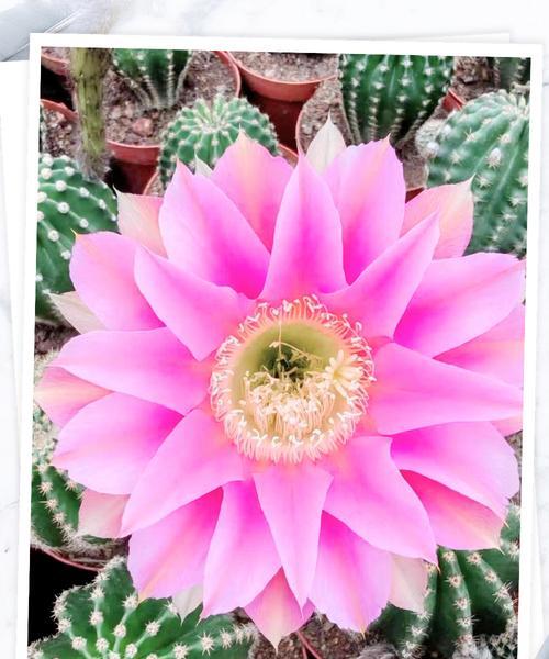 玉子花仙人球的养殖技巧是什么？如何确保玉子花仙人球健康成长？