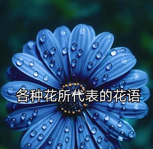 鲜花销售中常见的花语有哪些？