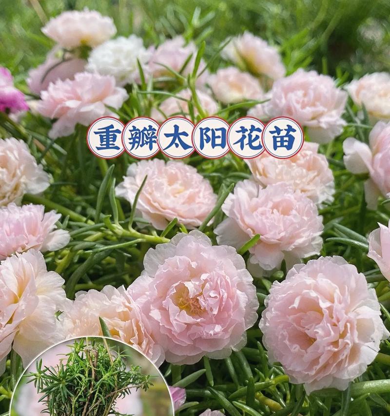 鲜花销售中常见的花语有哪些？