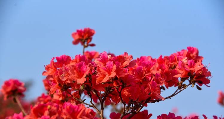杜鹃花的花语是什么？世界杜鹃花语有何特别之处？