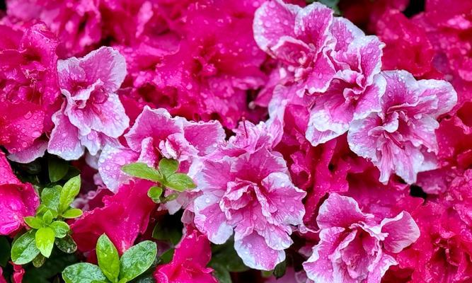 杜鹃花的花语是什么？世界杜鹃花语有何特别之处？