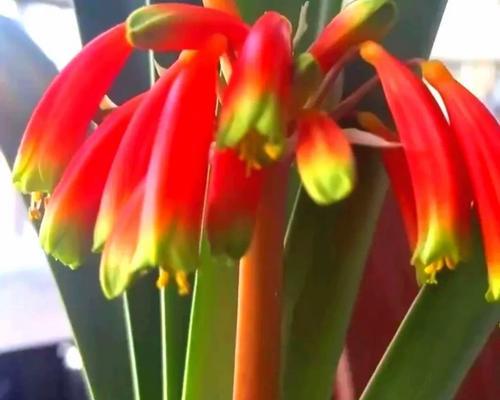 君子兰沼泽几年开花？开花异常的原因有哪些？